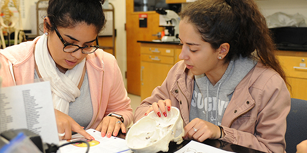 Two students studying using a skull model.